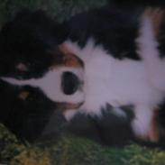 Berner sennenhund meiga