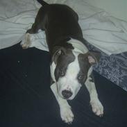 Amerikansk staffordshire terrier Spike