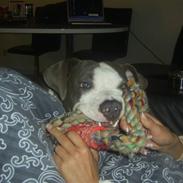 Amerikansk staffordshire terrier Spike
