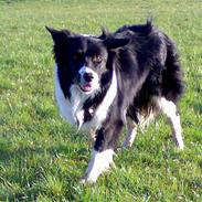 Border collie cody