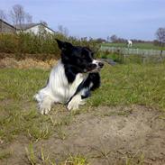 Border collie cody