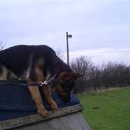Schæferhund Tristan