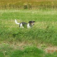 Dansk svensk gaardhund kvik