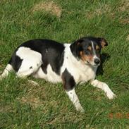 Dansk svensk gaardhund kvik