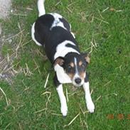 Dansk svensk gaardhund kvik