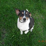 Dansk svensk gaardhund kvik