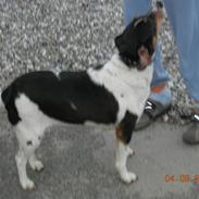 Dansk svensk gaardhund kvik