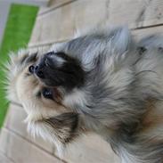 Tibetansk spaniel Lucky Boy, Nicko