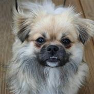 Tibetansk spaniel Lucky Boy, Nicko