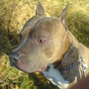 Amerikansk staffordshire terrier Gismo