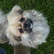 Tibetansk spaniel Lucky Boy, Nicko