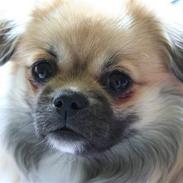 Tibetansk spaniel Lucky Boy, Nicko