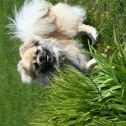 Tibetansk spaniel Lucky Boy, Nicko