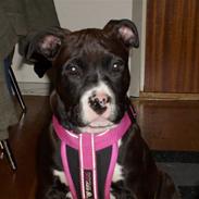 Amerikansk staffordshire terrier Bianca