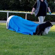Shetland sheepdog Mickey