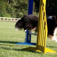 Shetland sheepdog Mickey