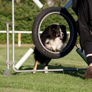 Shetland sheepdog Mickey