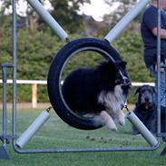Shetland sheepdog Mickey