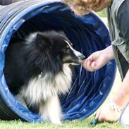 Shetland sheepdog Mickey