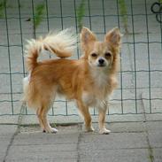 Chihuahua Krølle