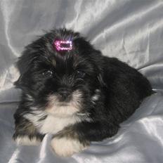 Lhasa apso Tulle *2007-2017*