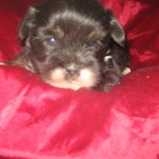 Lhasa apso Tulle *2007-2017*