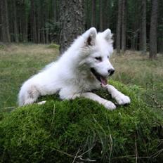Samojedhund Kenai R:I:P