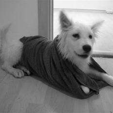 Samojedhund Kenai R:I:P