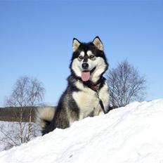 Alaskan malamute Penny