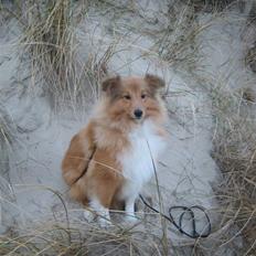 Shetland sheepdog Aslan (2009 død)