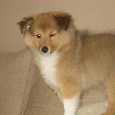 Shetland sheepdog Aslan (2009 død)