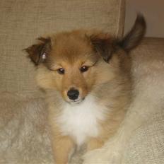 Shetland sheepdog Aslan (2009 død)