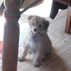 Blanding af racer Kiki