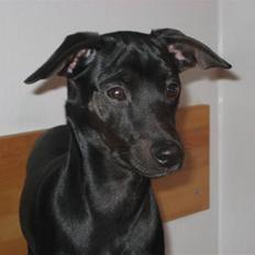 Blanding af racer Nico