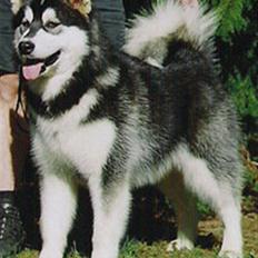 Alaskan malamute Penny