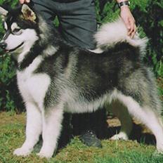 Alaskan malamute Penny