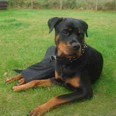 Rottweiler Nikki