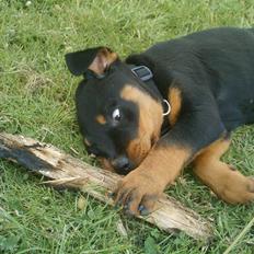 Rottweiler Nikki