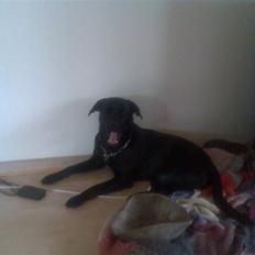 Blanding af racer Simba