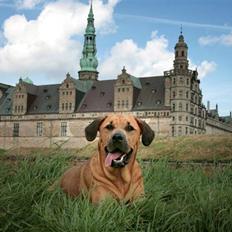 Blanding af racer "Broweiler" Kira