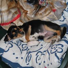 Dansk svensk gaardhund Mons