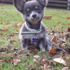 Chihuahua ** Casanova **