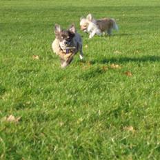 Chihuahua ** Casanova **