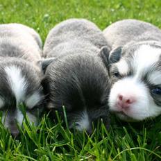 Chihuahua ** Casanova **