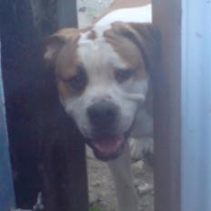 Blanding af racer Bastian