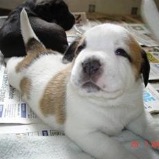 Blanding af racer Bastian