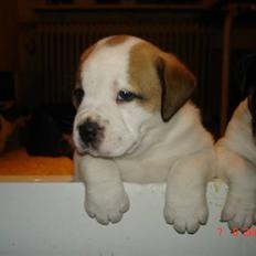 Blanding af racer Bastian