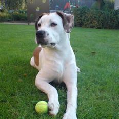 Blanding af racer Buller