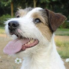 Parson russell terrier Ally
