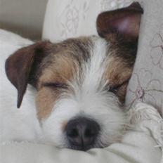Parson russell terrier Ally